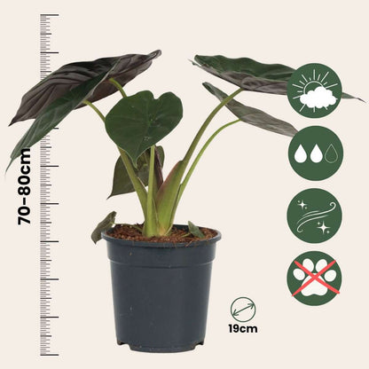 Alocasia 'Wentii' - Olifantsoor