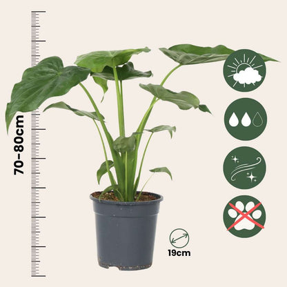 Alocasia 'Cucullata' - Olifantsoor