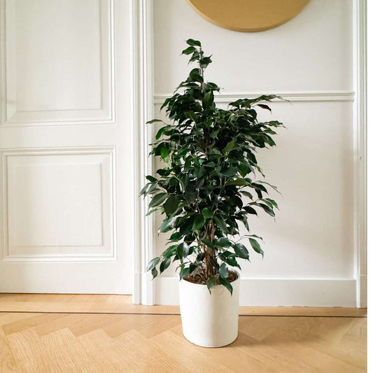 Ficus benjamina 'Danielle'