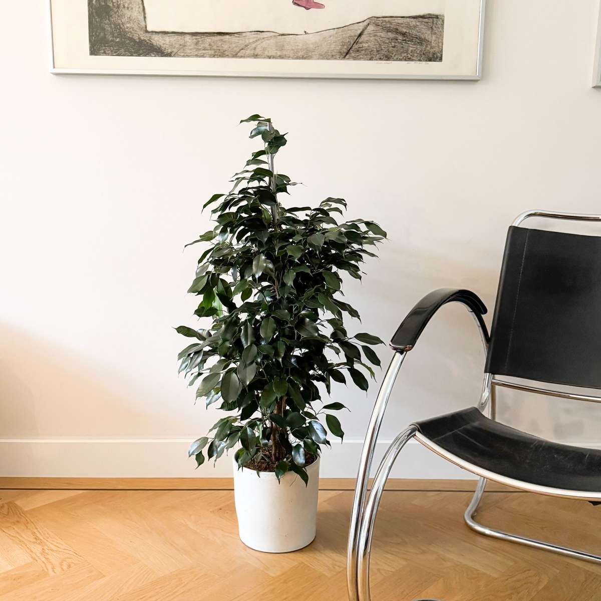 Ficus benjamina 'Danielle'