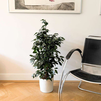 Ficus benjamina 'Danielle'