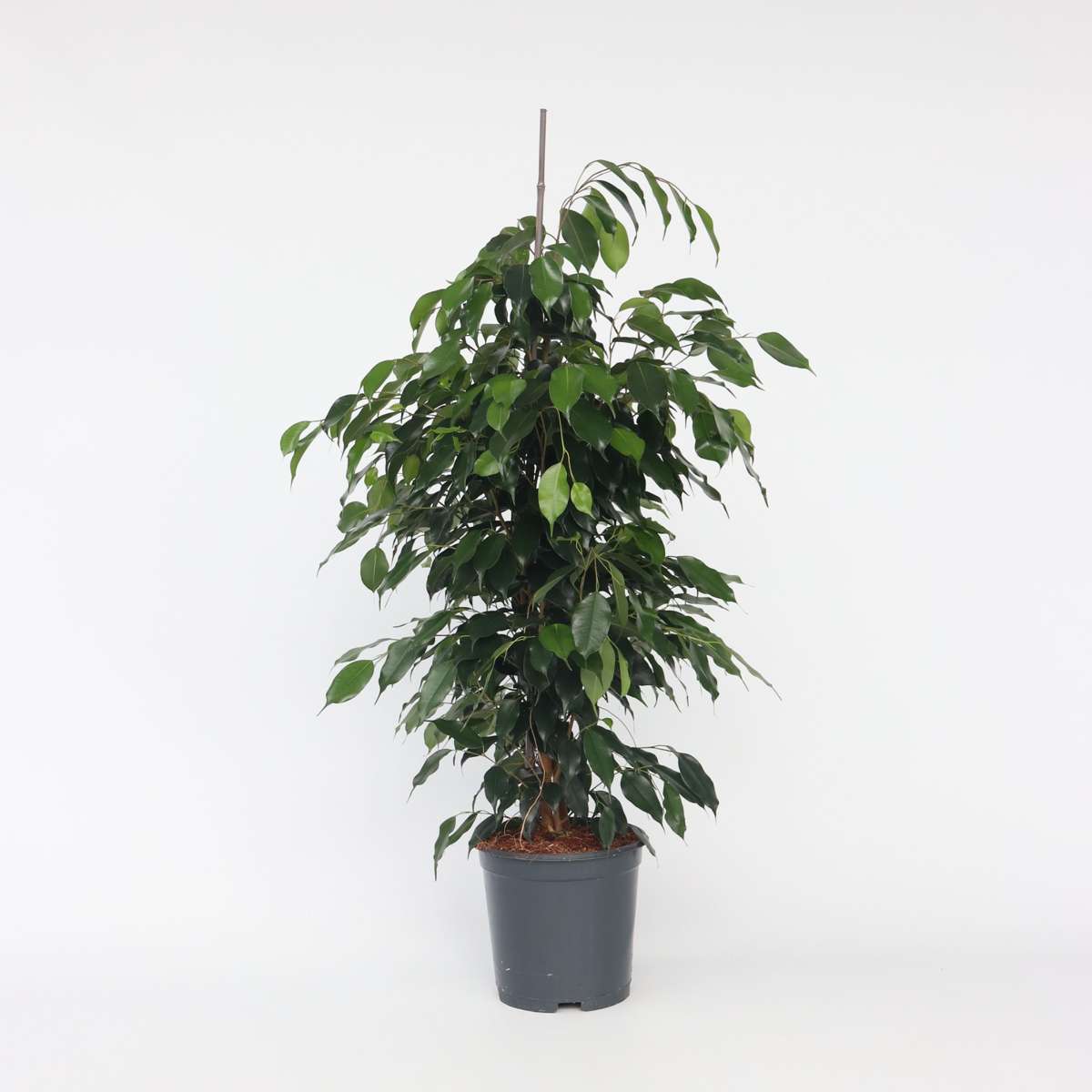 Ficus benjamina 'Danielle'
