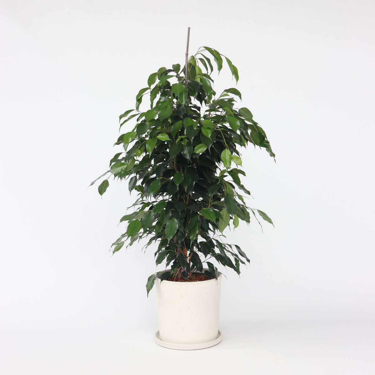 Ficus benjamina 'Danielle'