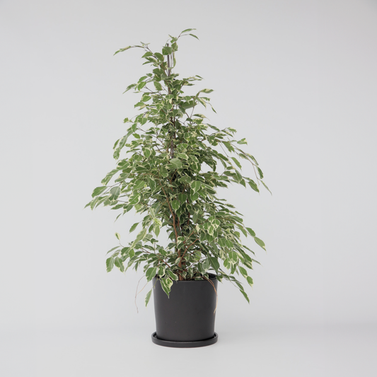 Ficus Benjamina Twilight