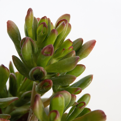 Crassula ovata 'Gollum'