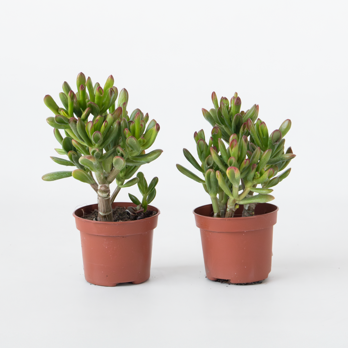 Crassula ovata 'Gollum' - Set van 2