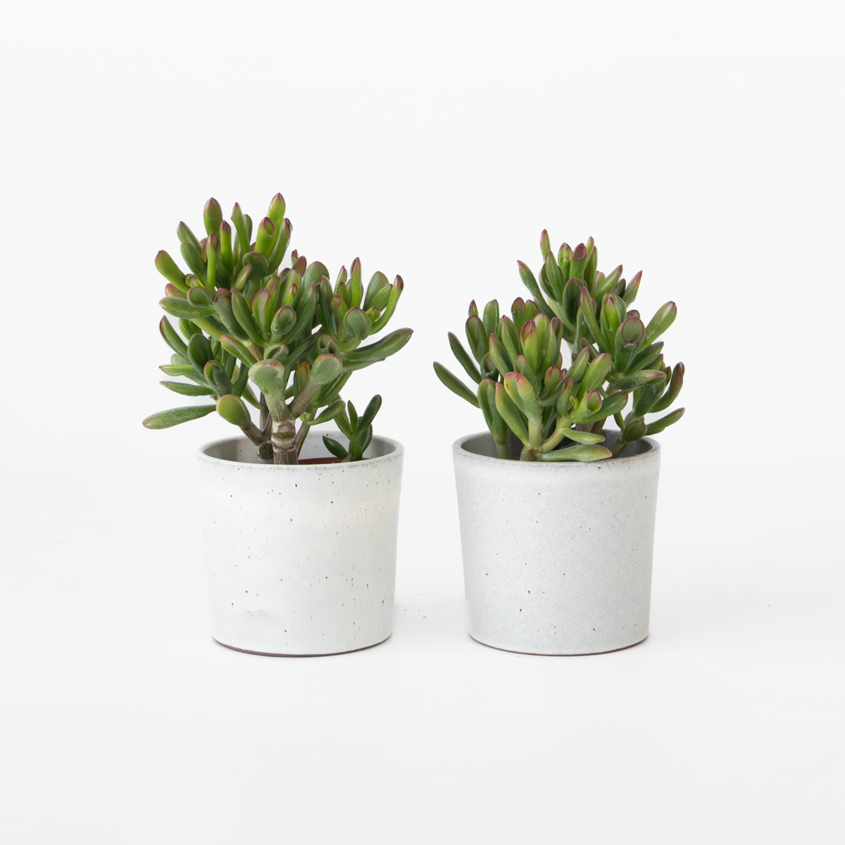 Crassula ovata 'Gollum' - Set van 2