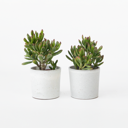 Crassula ovata 'Gollum' - Set van 2