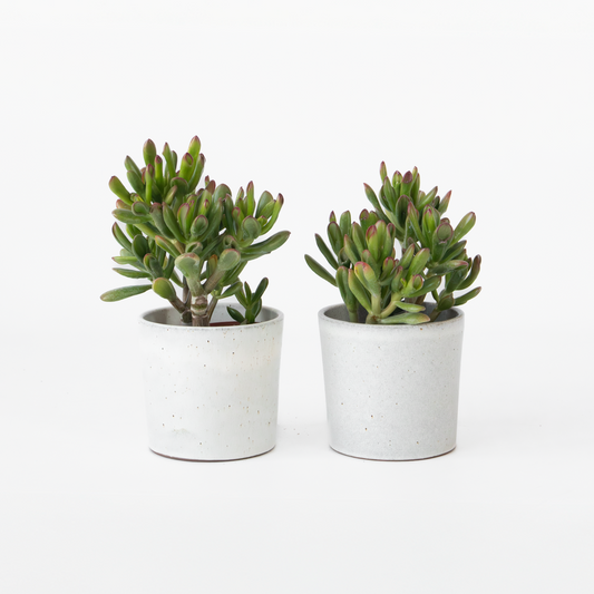 Crassula ovata 'Gollum' - Set van 2