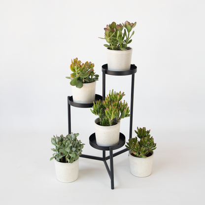 Jadeplant - Crassula arborescens 'Curly'