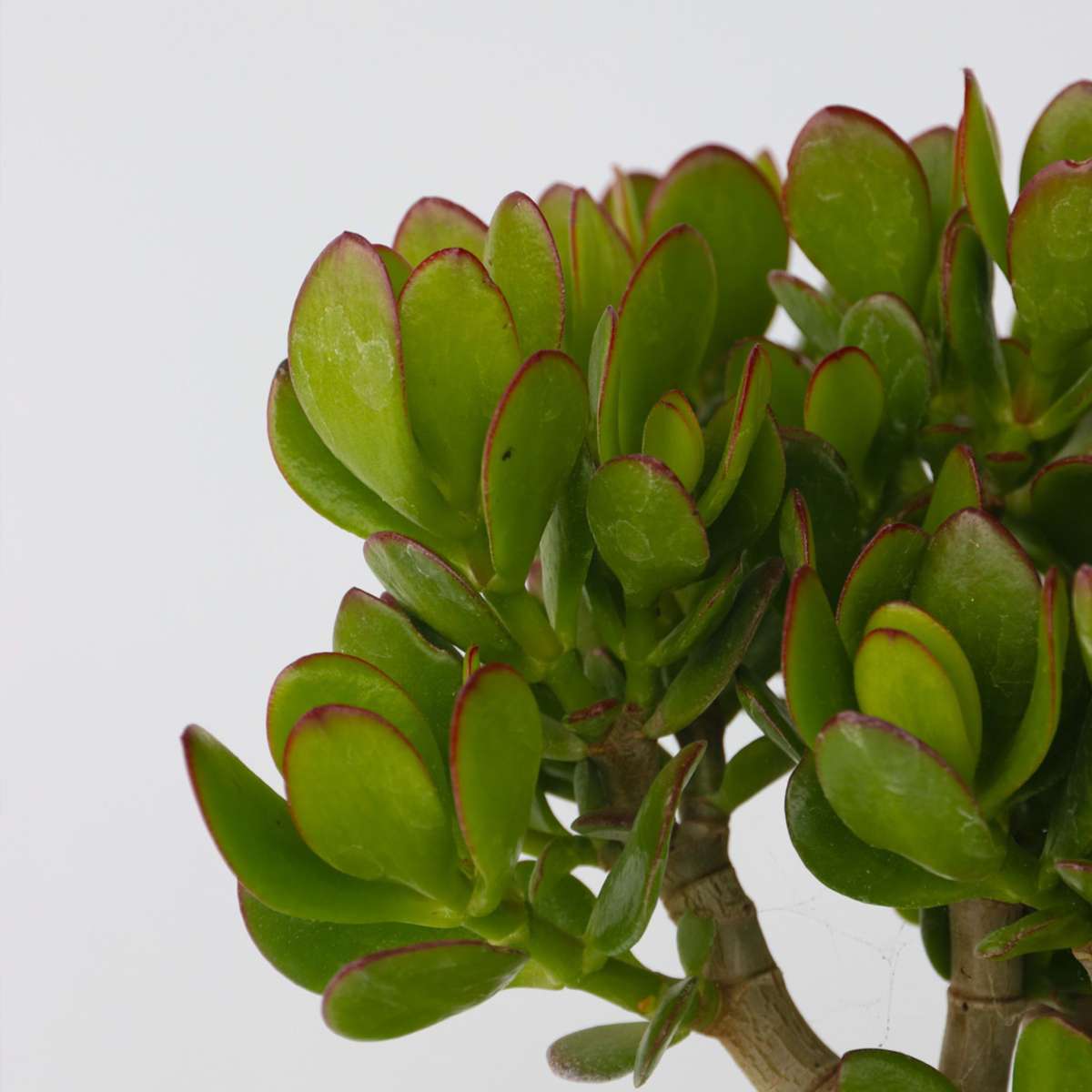 Crassula ovata - Mix van 3