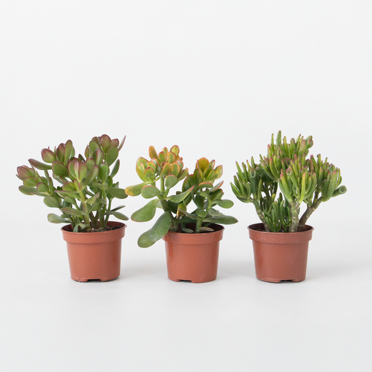 Crassula ovata - Mix van 3