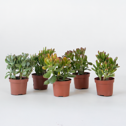 Crassula ovata - Mix van 5