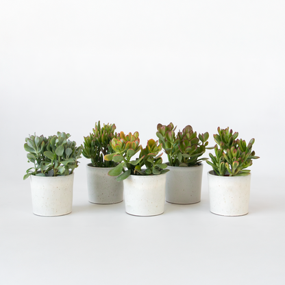 Crassula ovata - Mix van 5
