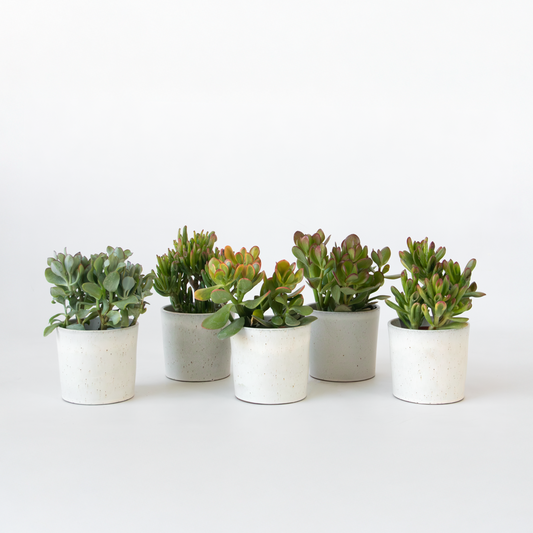 Crassula ovata - Mix van 5