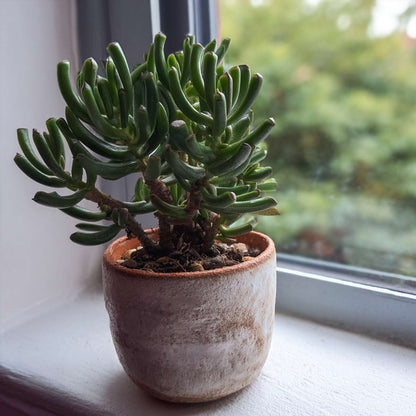 Crassula ovata 'Hobbit' - Set van 2