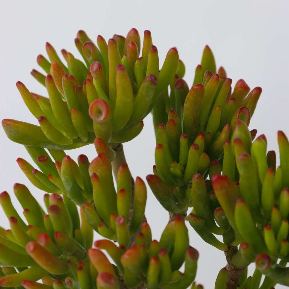 Crassula ovata 'Hobbit' - Set van 2