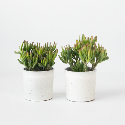 Crassula ovata 'Hobbit' - Set van 2