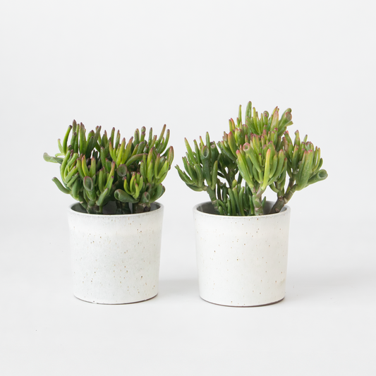 Crassula ovata 'Hobbit' - Set van 2