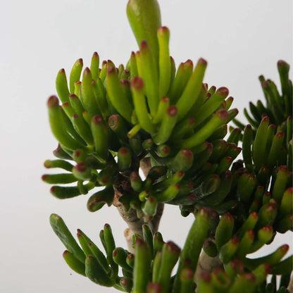 Crassula ovata 'Hobbit'