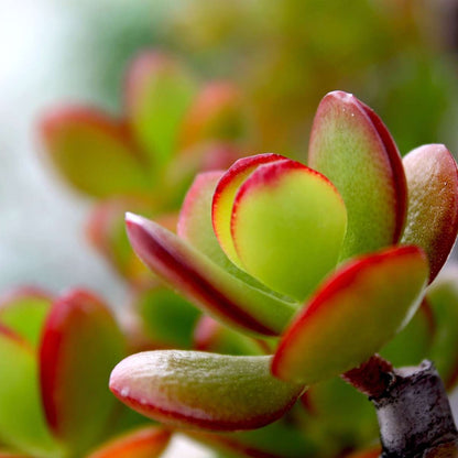 Crassula ovata 'Sunset'