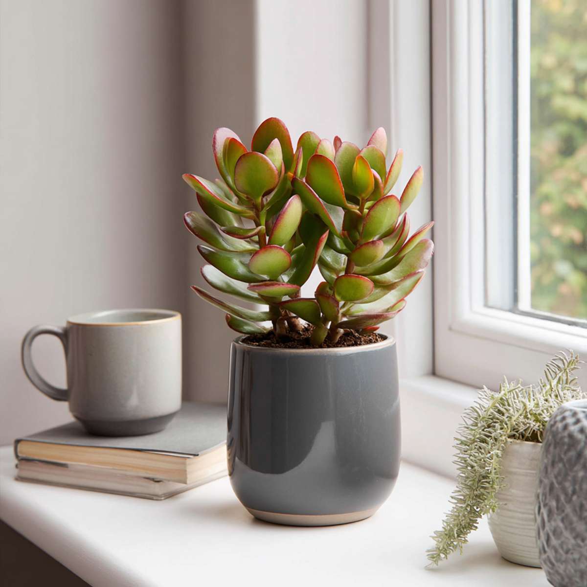 Crassula ovata 'Sunset' - Set van 2