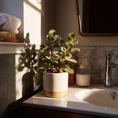 Crassula ovata 'Sunset' - Set van 2