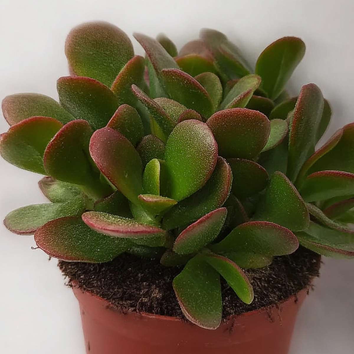 Crassula ovata 'Sunset' - Set van 2