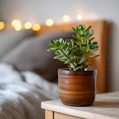 Crassula ovata 'Minor' - Set van 2