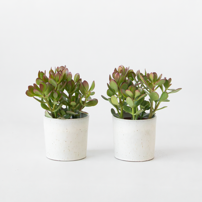 Crassula ovata 'Minor' - Set van 2