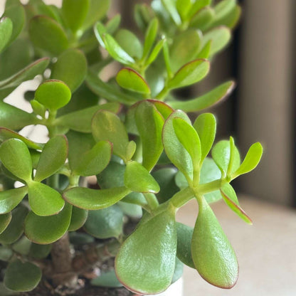 Crassula ovata 'Minor'