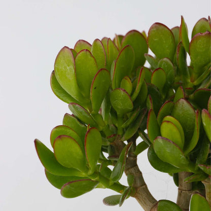 Crassula ovata 'Minor'