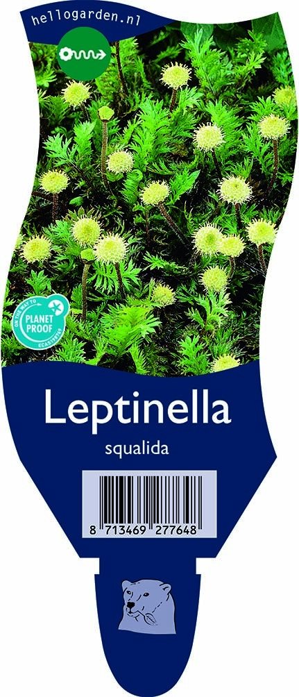 Leptinella squalida - Koperknoopje