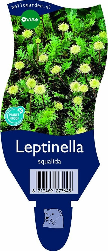 Leptinella squalida - Koperknoopje