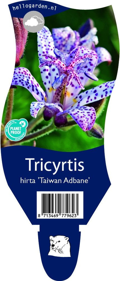 Tricyrtis hirta 'Taiwan Adbane' - Tijgerlelie