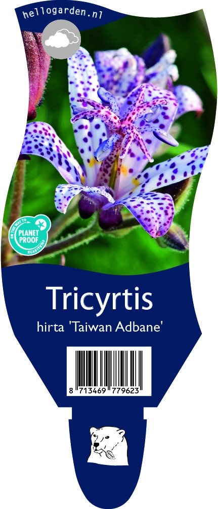 Tricyrtis hirta 'Taiwan Adbane' - Tijgerlelie