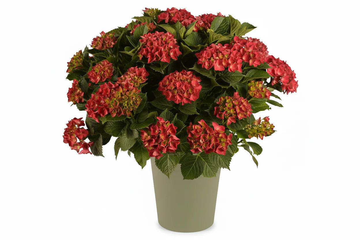 Hydrangea macrophylla - Boerenhortensia rood