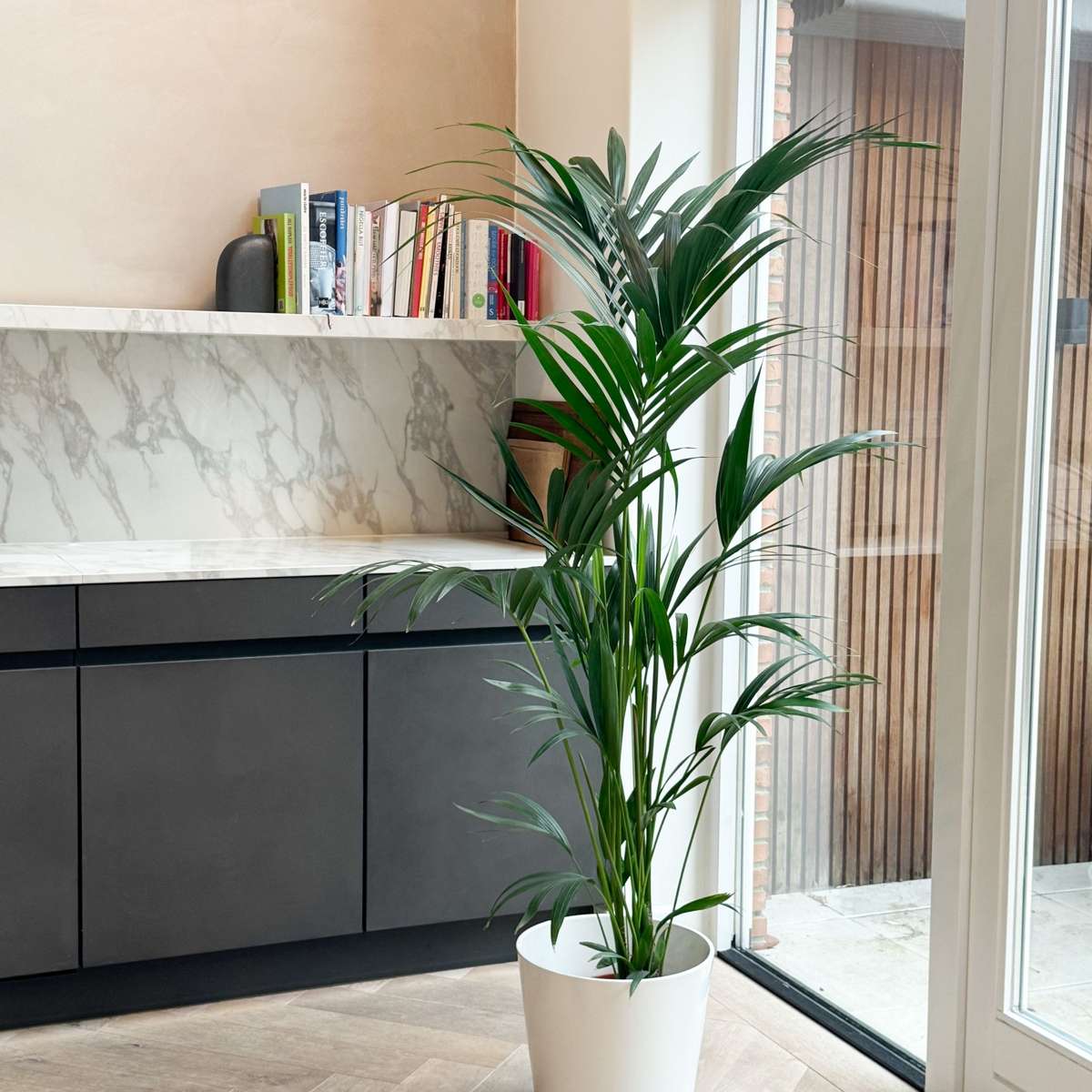 Howea Forsteriana - Kentiapalm - XL kamerplant