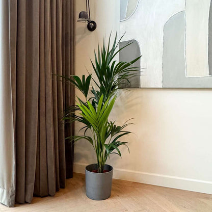 Howea Forsteriana - Kentiapalm - XL kamerplant