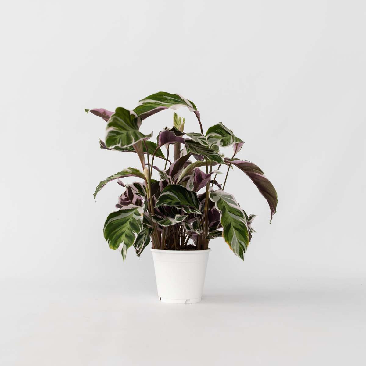 Calathea 'Fusion White'