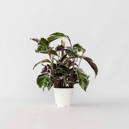 Calathea 'Fusion White'