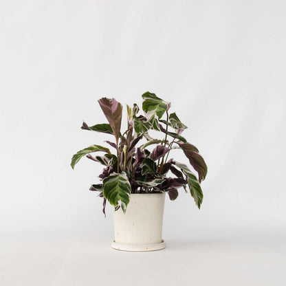 Calathea 'Fusion White'