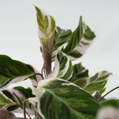 Calathea 'Fusion White' - Set van 2