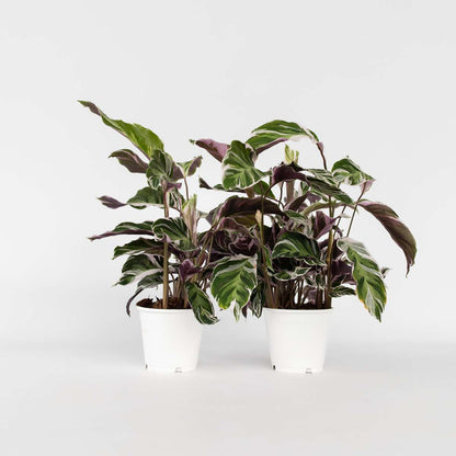 Calathea 'Fusion White' - Set van 2