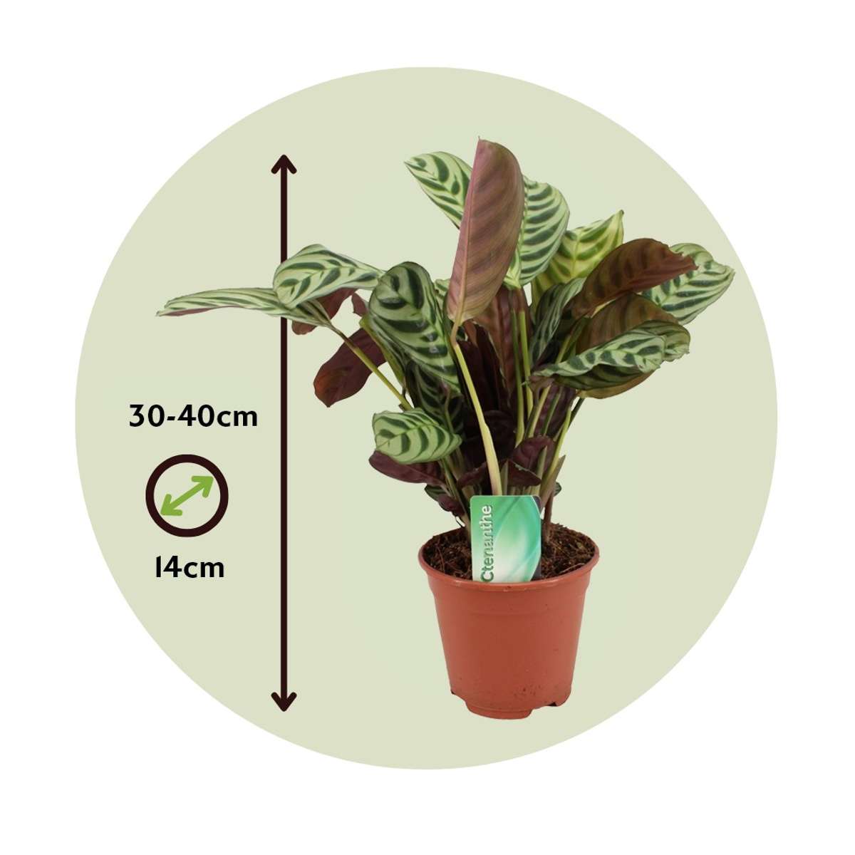 Ctenanthe 'gebedsplant' - Burle-marxii