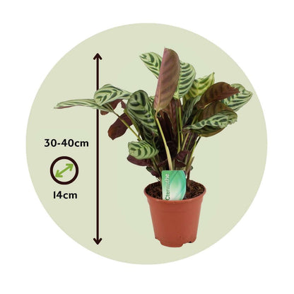 Ctenanthe 'gebedsplant' - Set van 2 - Burle-marxii