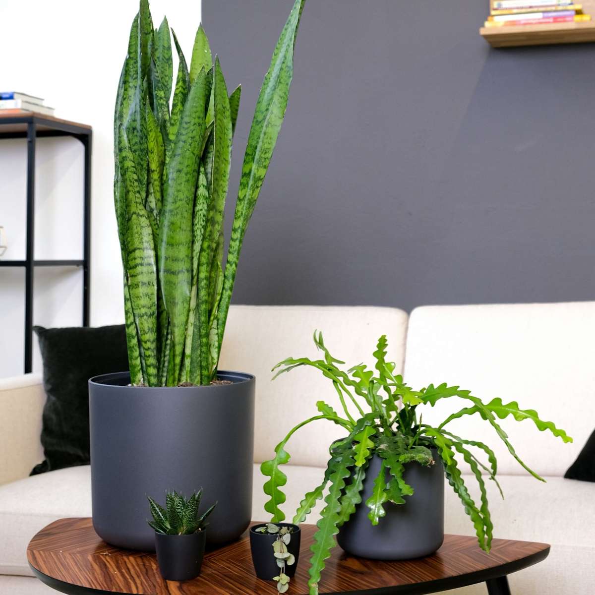 Epiphyllum Anguliger - Set van 2 - Zaagcactus