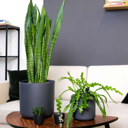 Epiphyllum Anguliger - Set van 2 - Zaagcactus