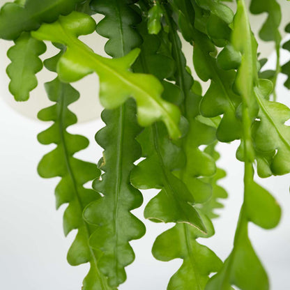 Epiphyllum Anguliger - Zaagcactus - Succulent