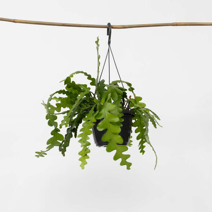 Epiphyllum Anguliger - Zaagcactus - Succulent